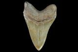 Serrated, Fossil Megalodon Tooth - Georgia #95491-2